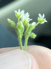 Cerastium parvum