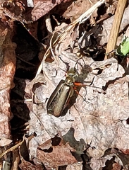 Lytta aenea