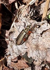 Lytta aenea
