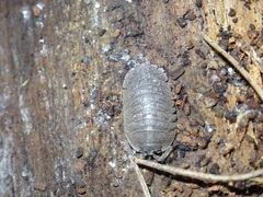 Armadillidium peraccae