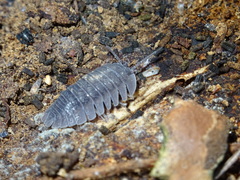 Armadillidium peraccae