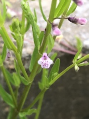 Scutellaria parvula