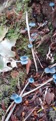 Mycena cyanocephala