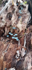 Mycena cyanocephala