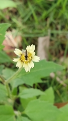 Diptera