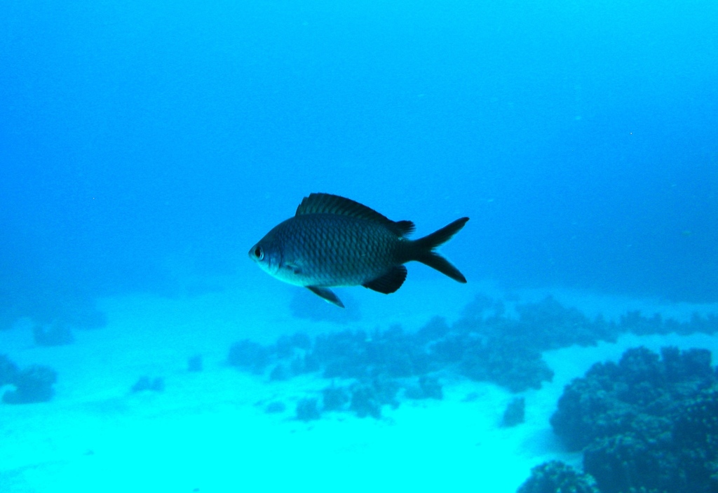 Randall's Chromis
