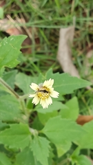 Diptera