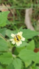 Diptera