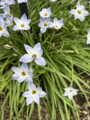 Ipheion uniflorum