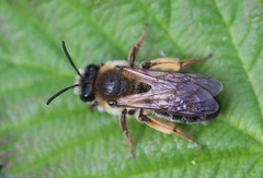 Andrena tibialis