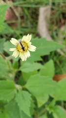 Diptera