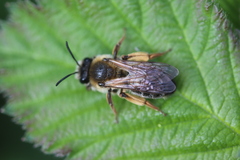 Andrena tibialis