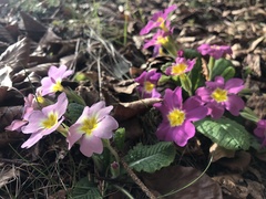 Primula vulgaris rubra