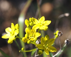 Haplophyllum linifolium