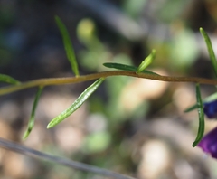Haplophyllum linifolium
