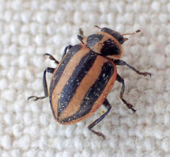 Paranaemia vittigera