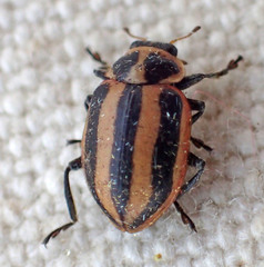 Paranaemia vittigera