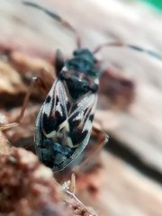 Scolopostethus affinis