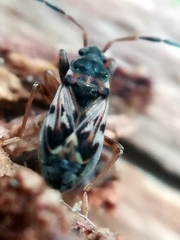 Scolopostethus affinis