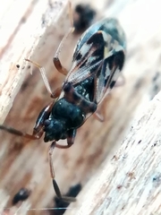 Scolopostethus affinis