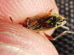 Rhopalus parumpunctatus