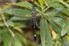 Brechmorhoga pertinax