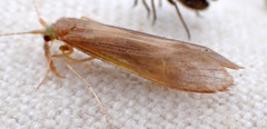 Triaenodes tardus