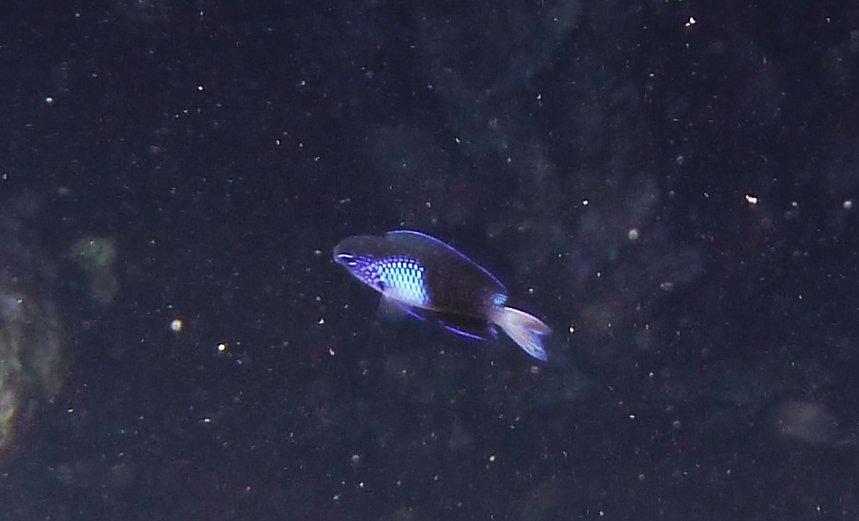 Easter Damselfish