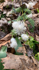 Carex fraseriana