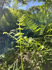 Deparia acrostichoides