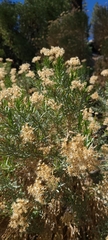 Ericameria parishii peninsularis