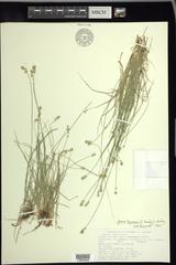 Carex texensis