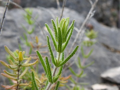 Teucrium haenseleri