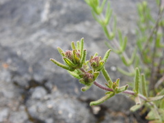 Teucrium haenseleri