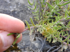 Teucrium haenseleri