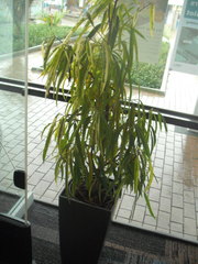 Ficus binnendykii
