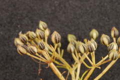 Ptilimnium capillaceum