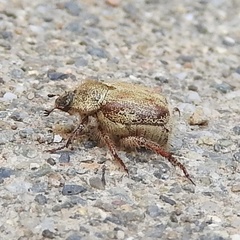 Hoplia