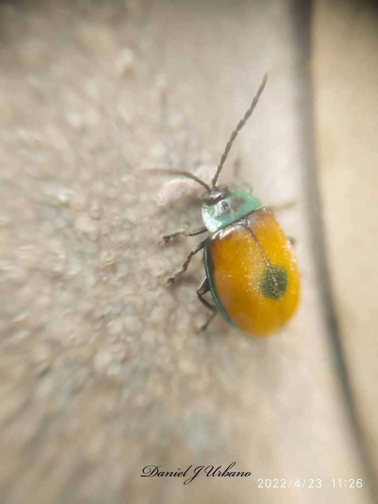 Aspicela centrimaculata