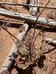 Chorizanthe fimbriata