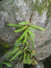 Pyrrosia linearifolia