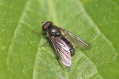 Cheilosia semifasciata