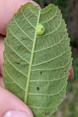 Phylloxera notabilis