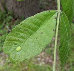 Phylloxera notabilis