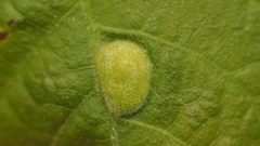 Phylloxera notabilis