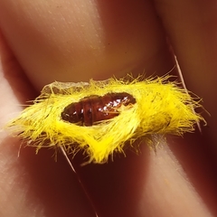 Cyanopepla fastuosa
