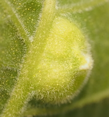 Phylloxera notabilis