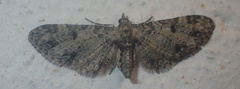 Eupithecia irriguata