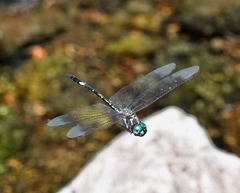 Brechmorhoga pertinax