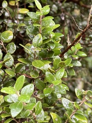 Metrosideros perforata